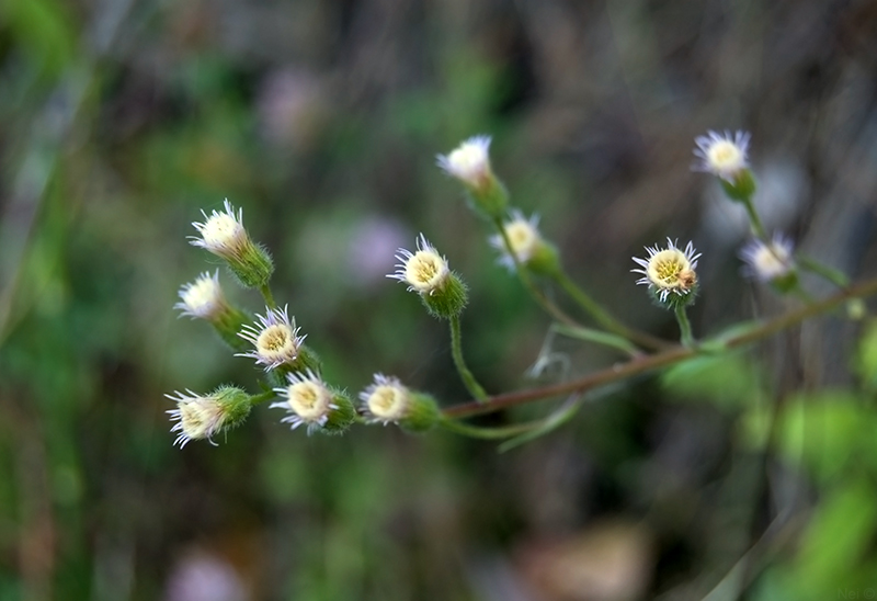 Image of Erigeron politus specimen.