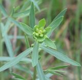 Euphorbia virgata. Верхушка зацветающего растения. Белгородская обл., \"Лес на Ворскле\", сухой луг. 07.05.2009.