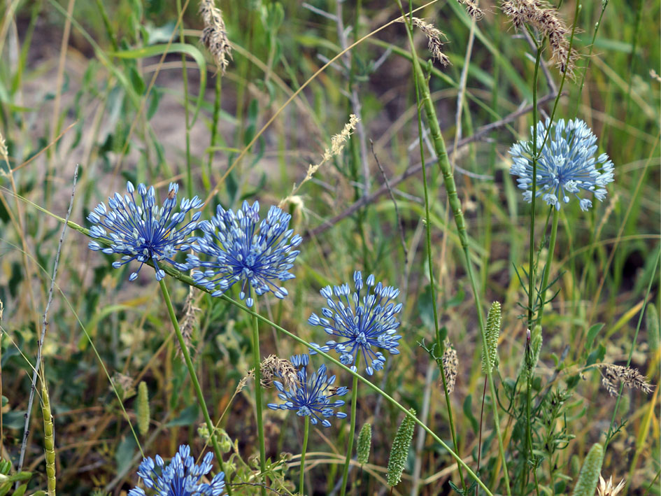 Image of Allium caesium specimen.