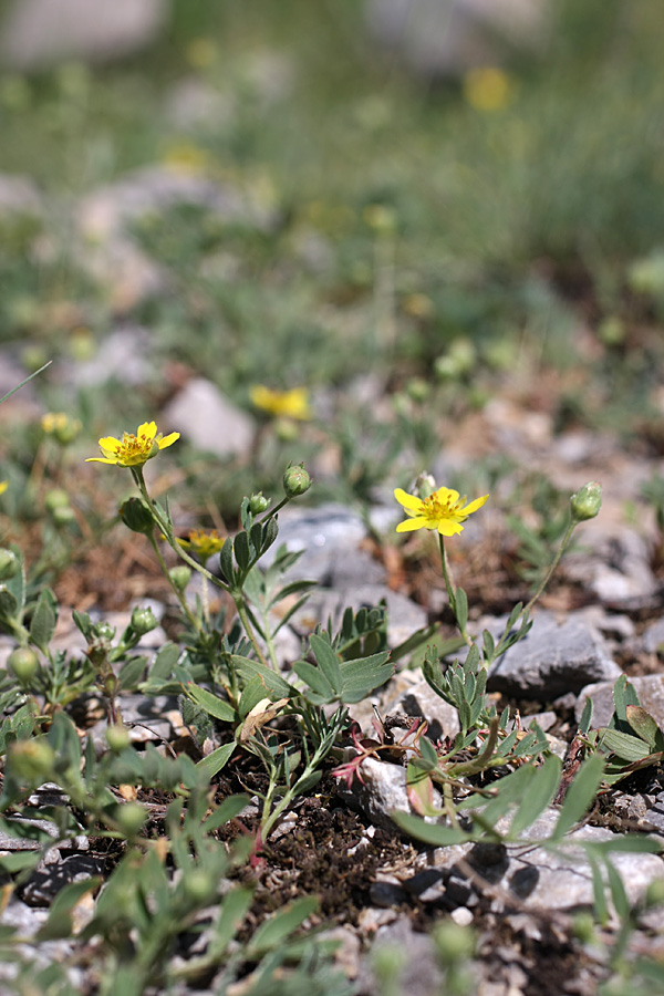 Изображение особи Potentilla orientalis.