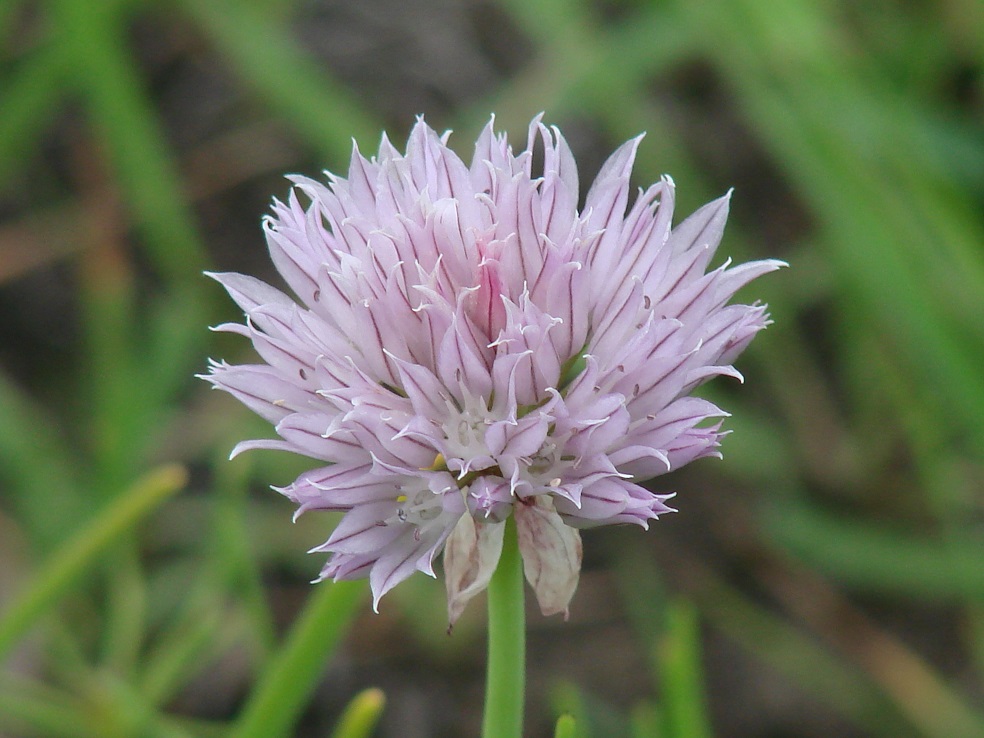 Image of Allium schoenoprasum specimen.