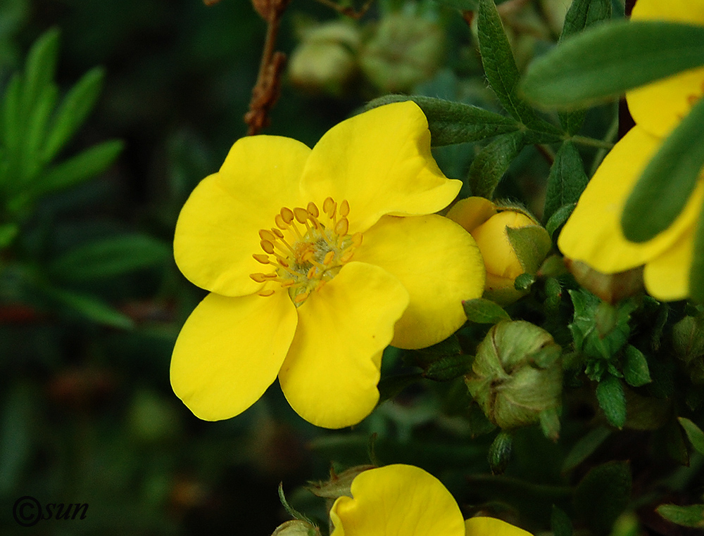 Image of Dasiphora fruticosa specimen.