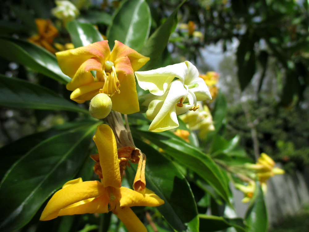 Image of Hymenosporum flavum specimen.