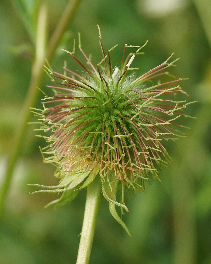 Изображение особи Geum aleppicum.