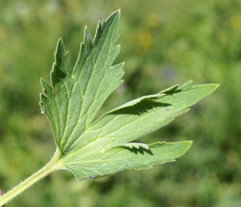 Image of genus Delphinium specimen.