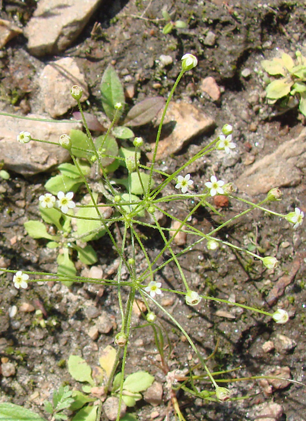 Image of Androsace filiformis specimen.