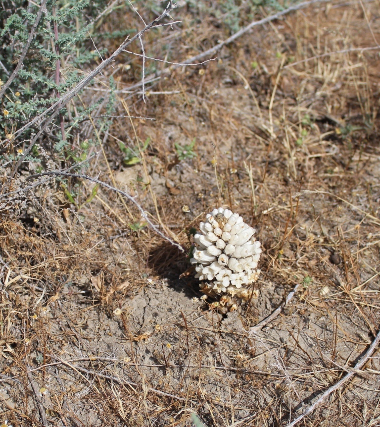 Image of Cistanche fissa specimen.