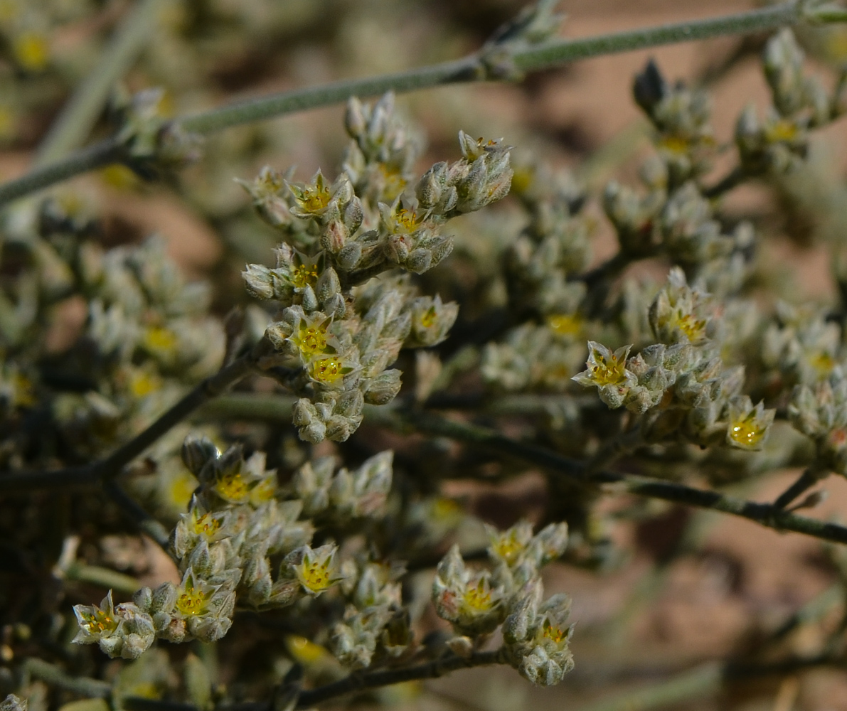 Image of Polycarpaea repens specimen.