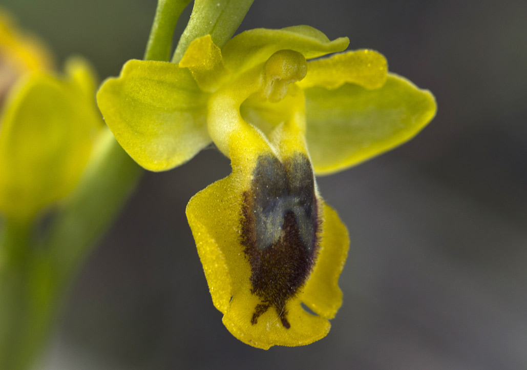 Image of Ophrys lutea specimen.