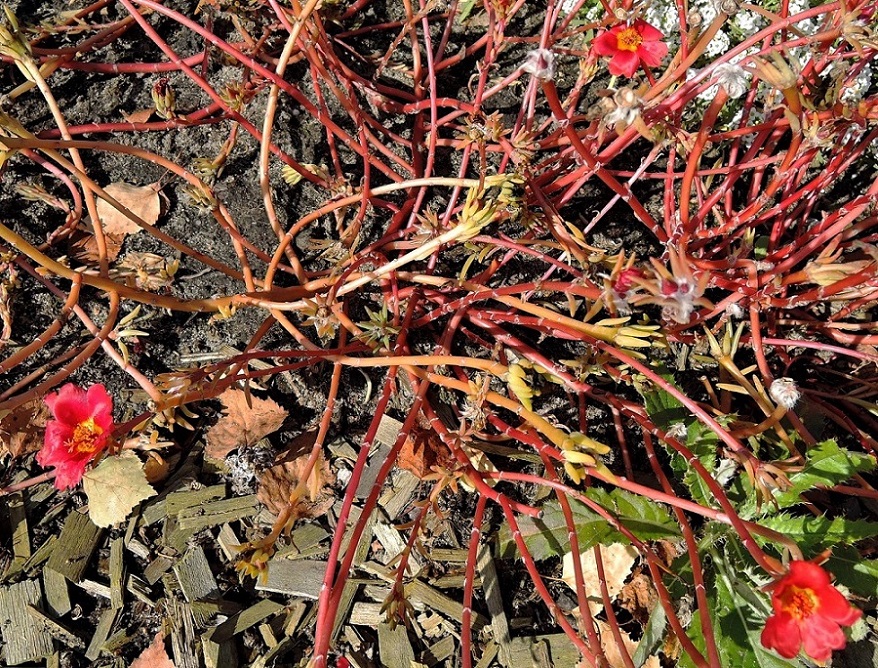 Image of Portulaca grandiflora specimen.