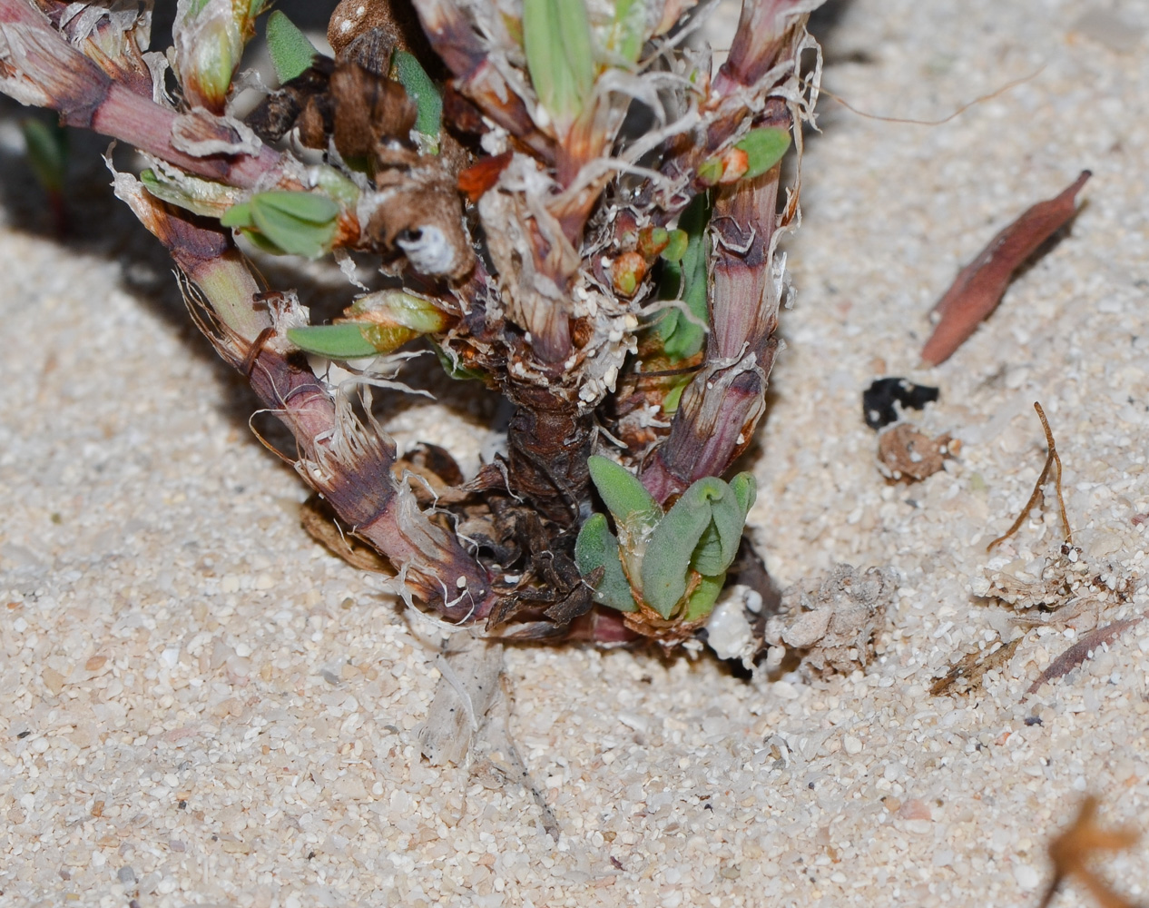 Изображение особи Polygonum maritimum.