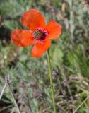 Papaver stevenianum