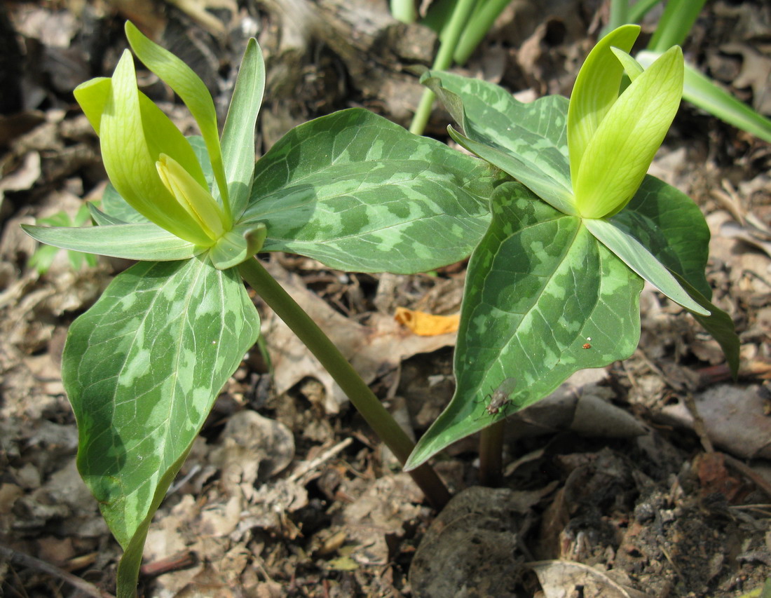 Image of Trillium luteum specimen.