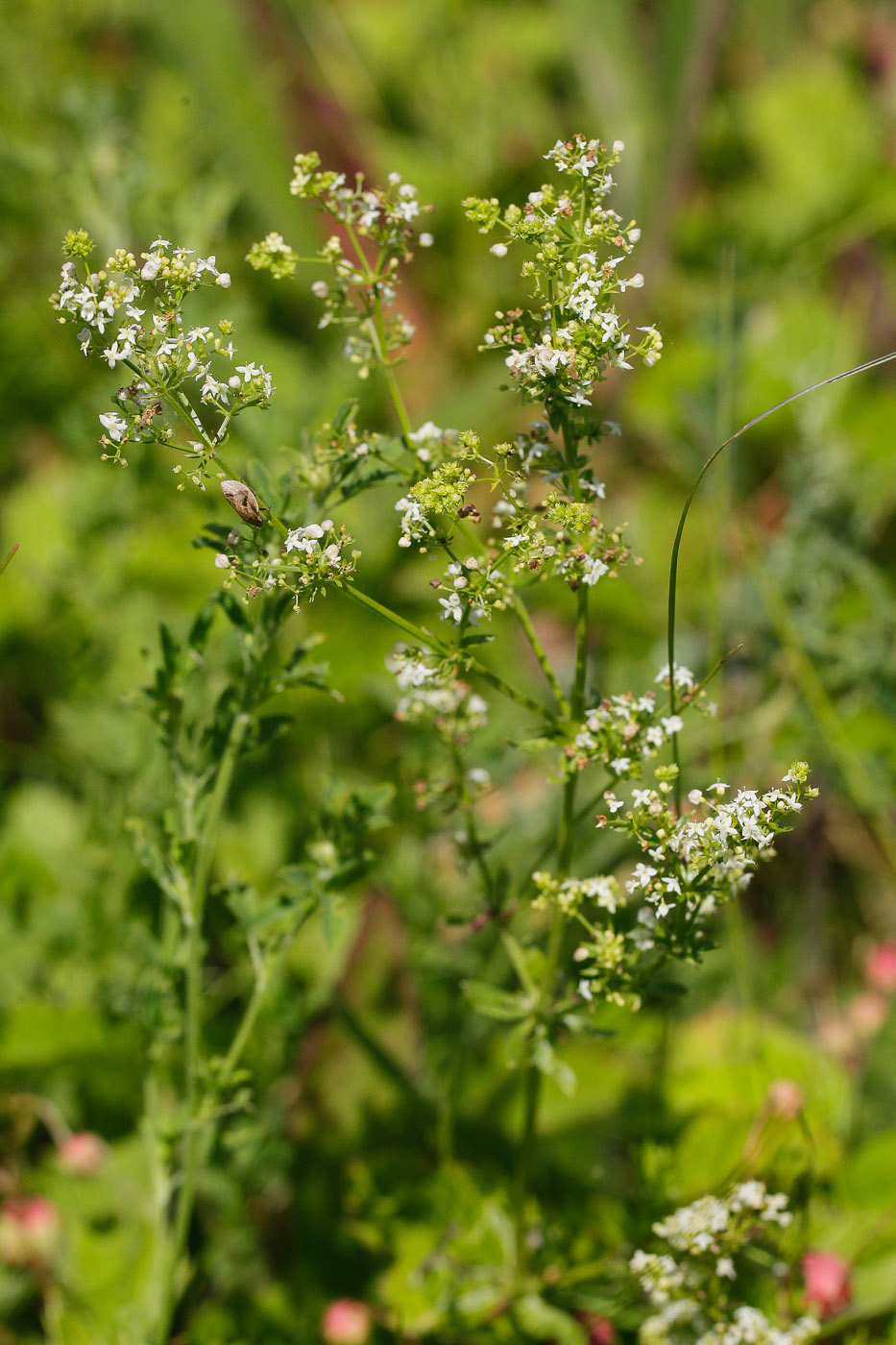 Изображение особи Galium mollugo.