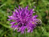 Centaurea scabiosa. Соцветие. Приморье, окр. г. Находка, разнотравный луг. 04.08.2016.