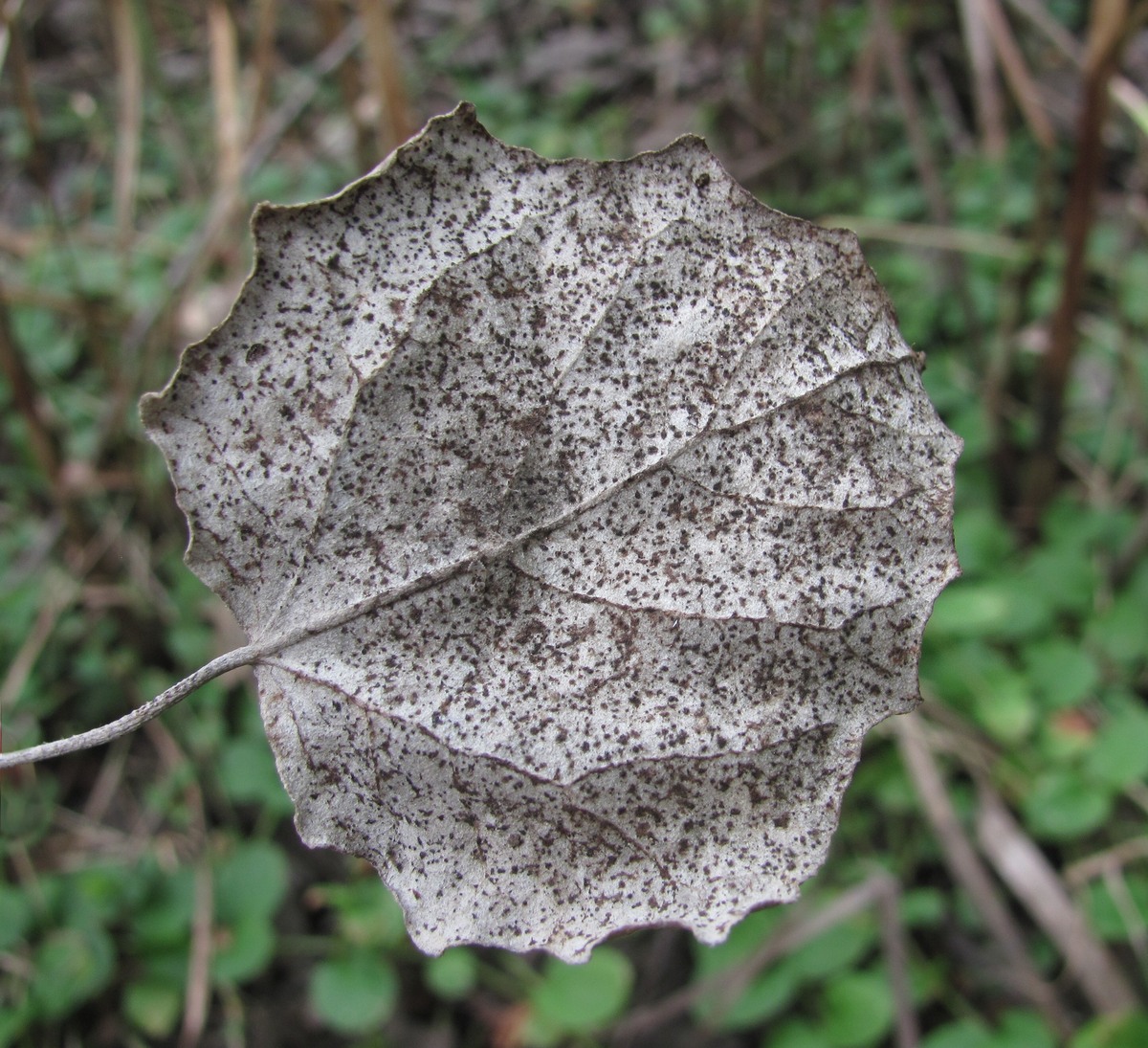 Изображение особи Populus alba.