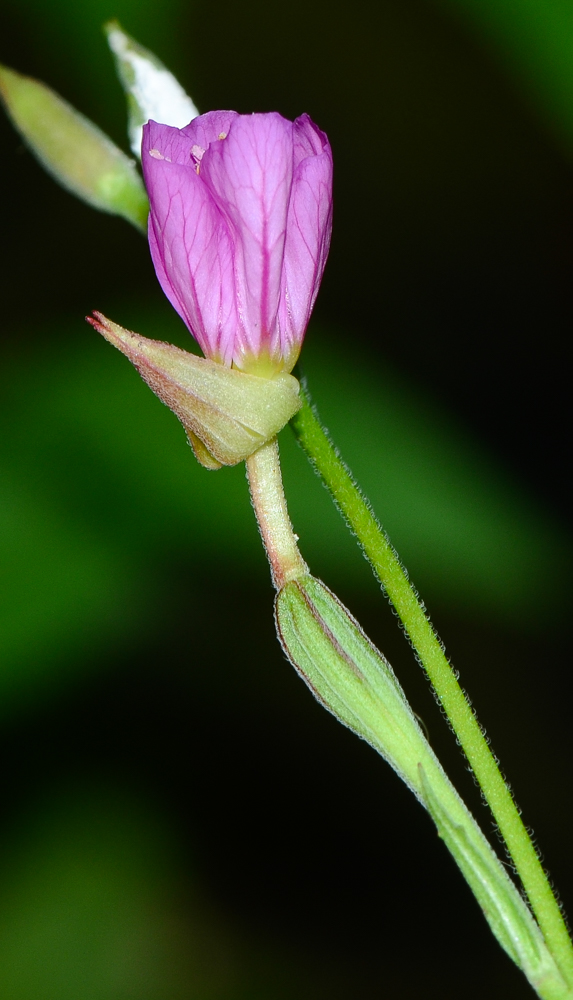 Изображение особи Oenothera rosea.