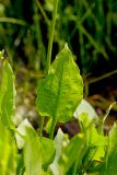 Alisma plantago-aquatica