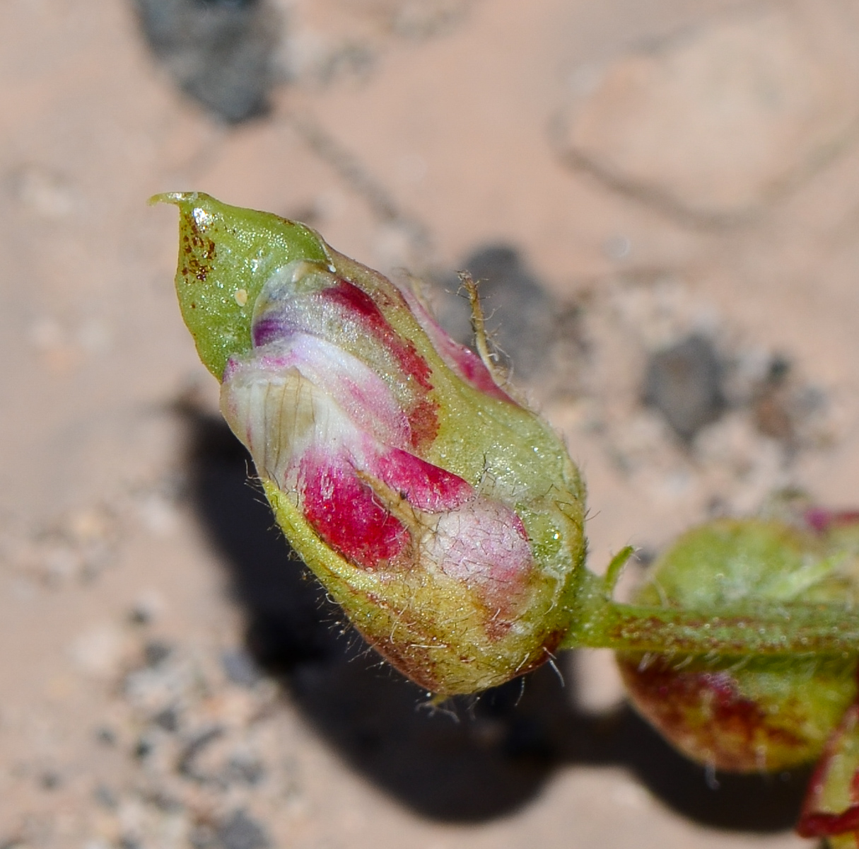 Изображение особи Astragalus mareoticus.