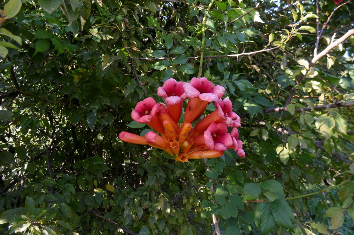 Image of Campsis radicans specimen.