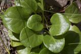 Pyrola rotundifolia. Листья. Московская обл., Талдомский р-н, окр. пос. Запрудня, смешанный лес. 17.06.2015.