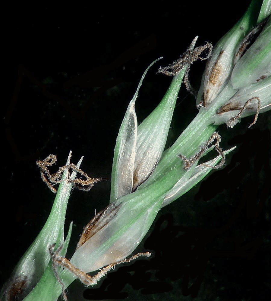 Image of Carex raddei specimen.