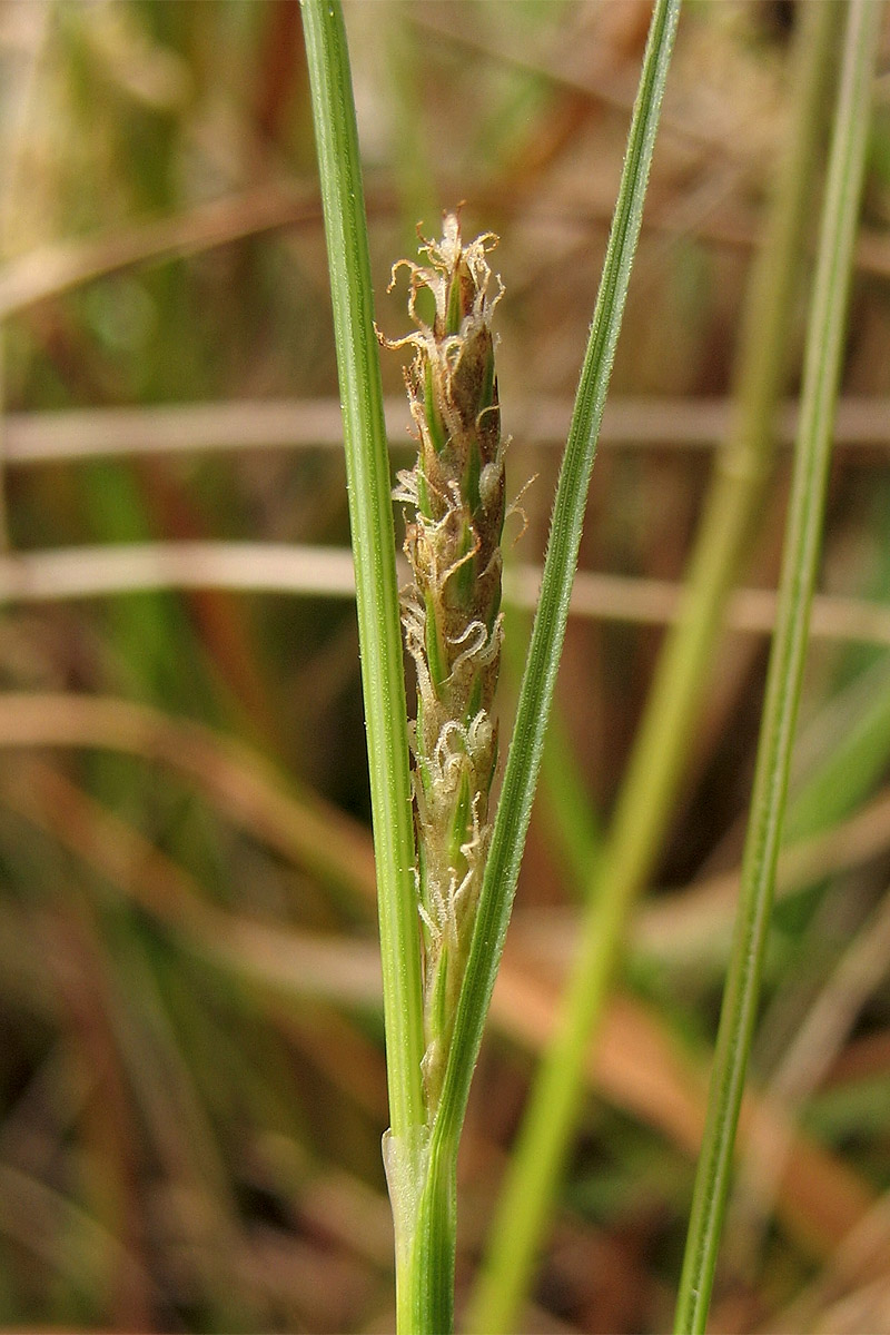 Изображение особи Carex distans.