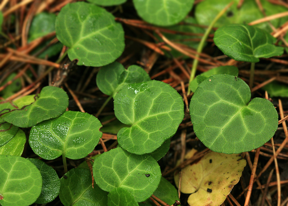 Изображение особи Pyrola renifolia.