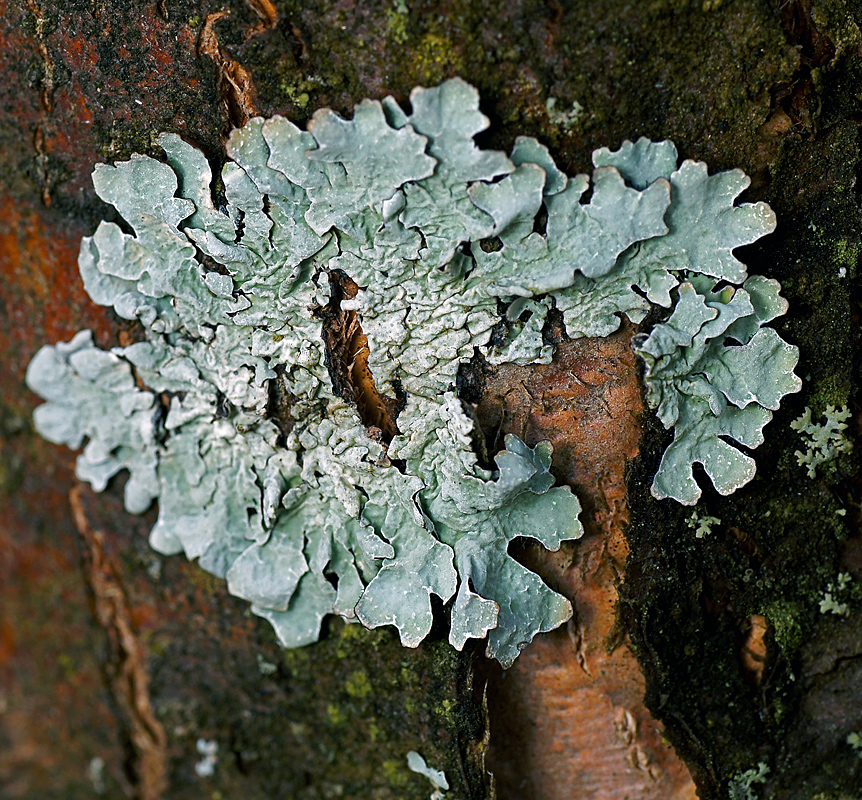 Image of Parmelia sulcata specimen.