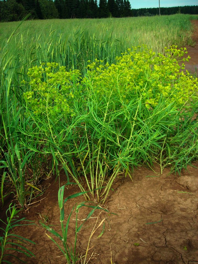 Image of Euphorbia virgata specimen.