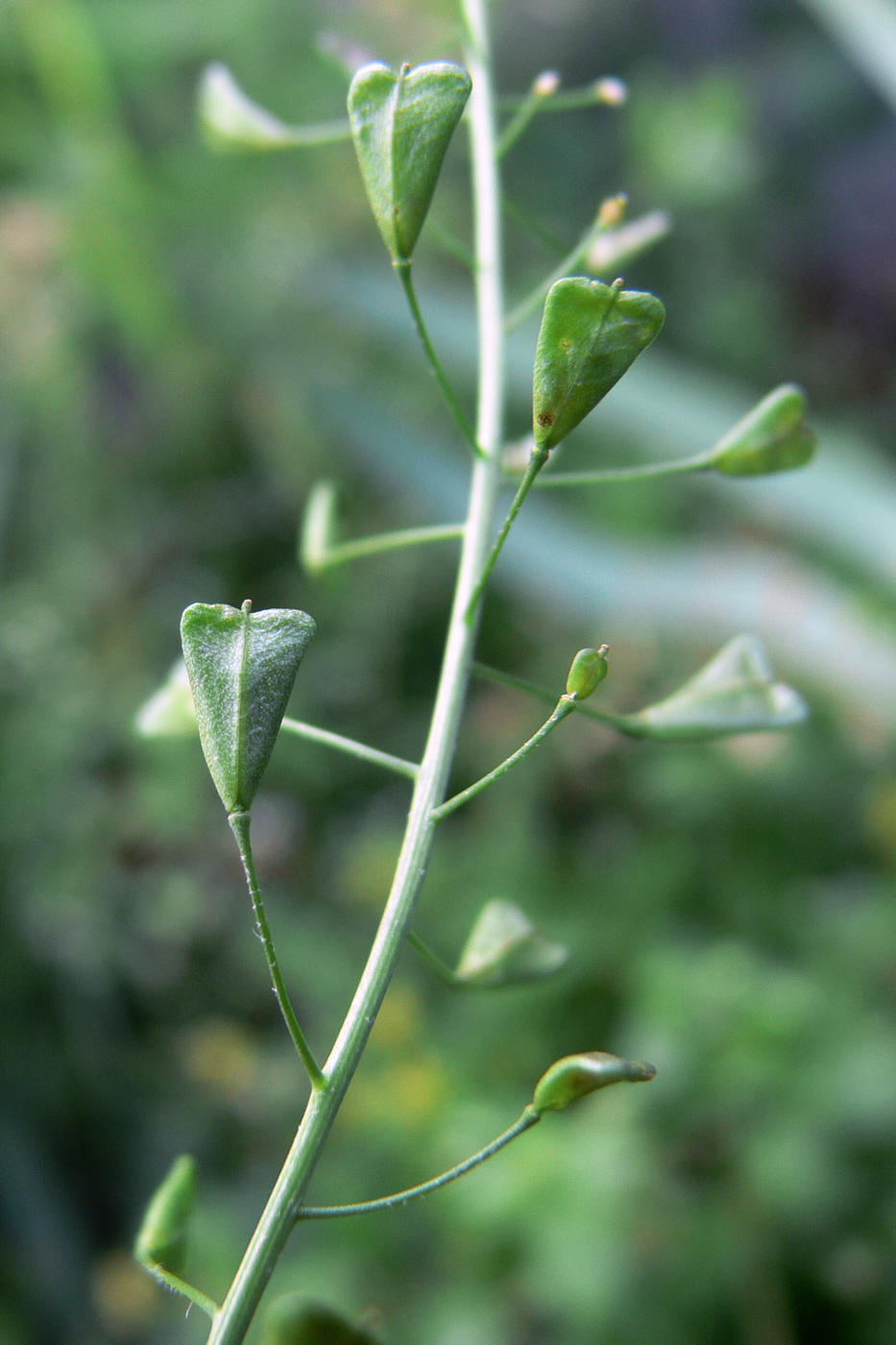 Image of Capsella bursa-pastoris specimen.