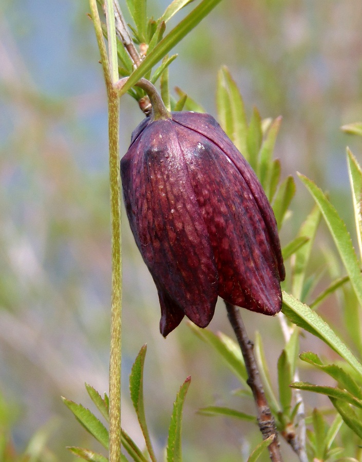 Image of Fritillaria ruthenica specimen.