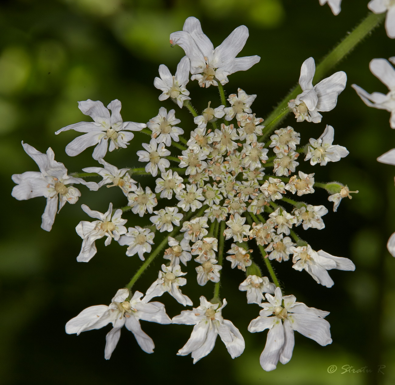 Image of Heracleum mantegazzianum specimen.