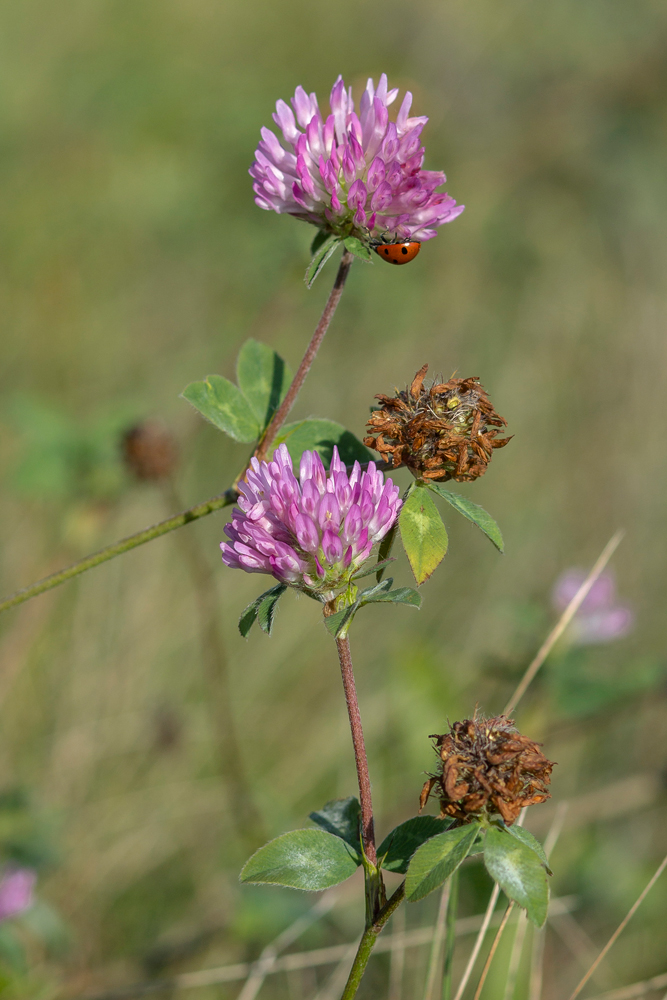 Image of Trifolium pratense specimen.