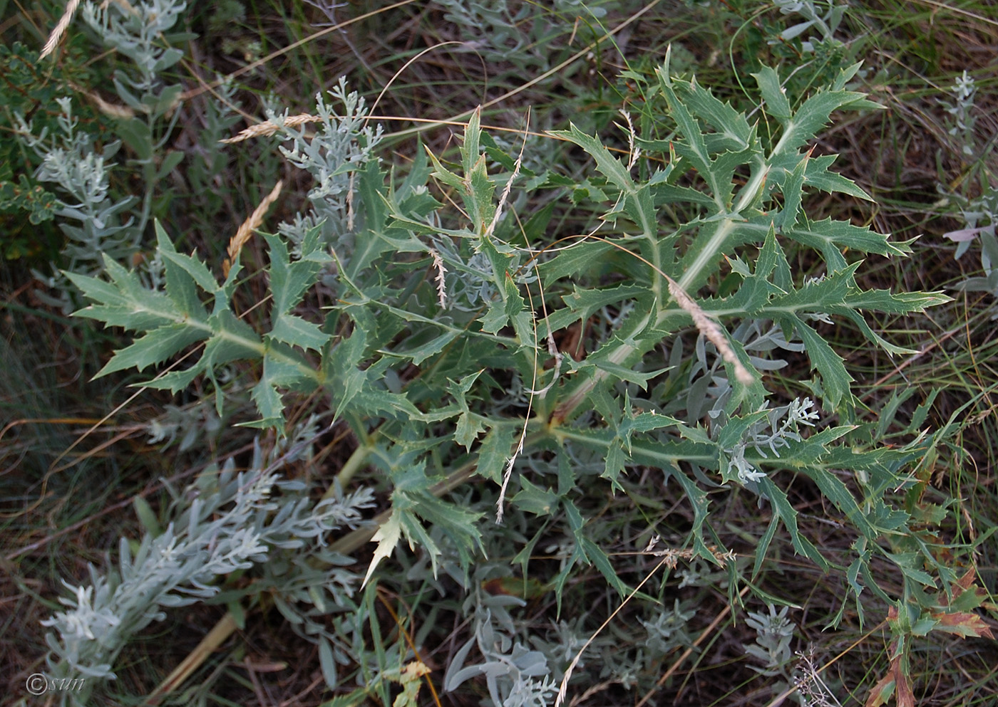 Изображение особи Eryngium campestre.