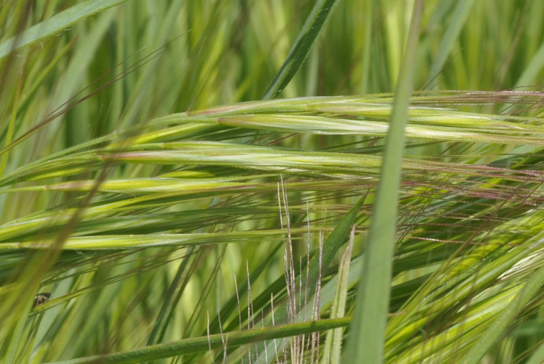 Image of Anisantha tectorum specimen.