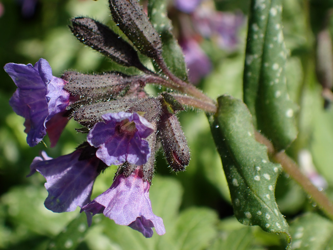 Image of Pulmonaria officinalis specimen.