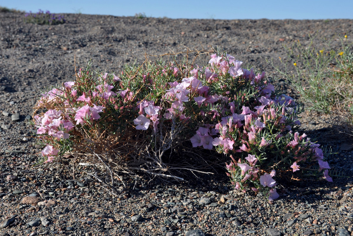 Image of Convolvulus gortschakovii specimen.