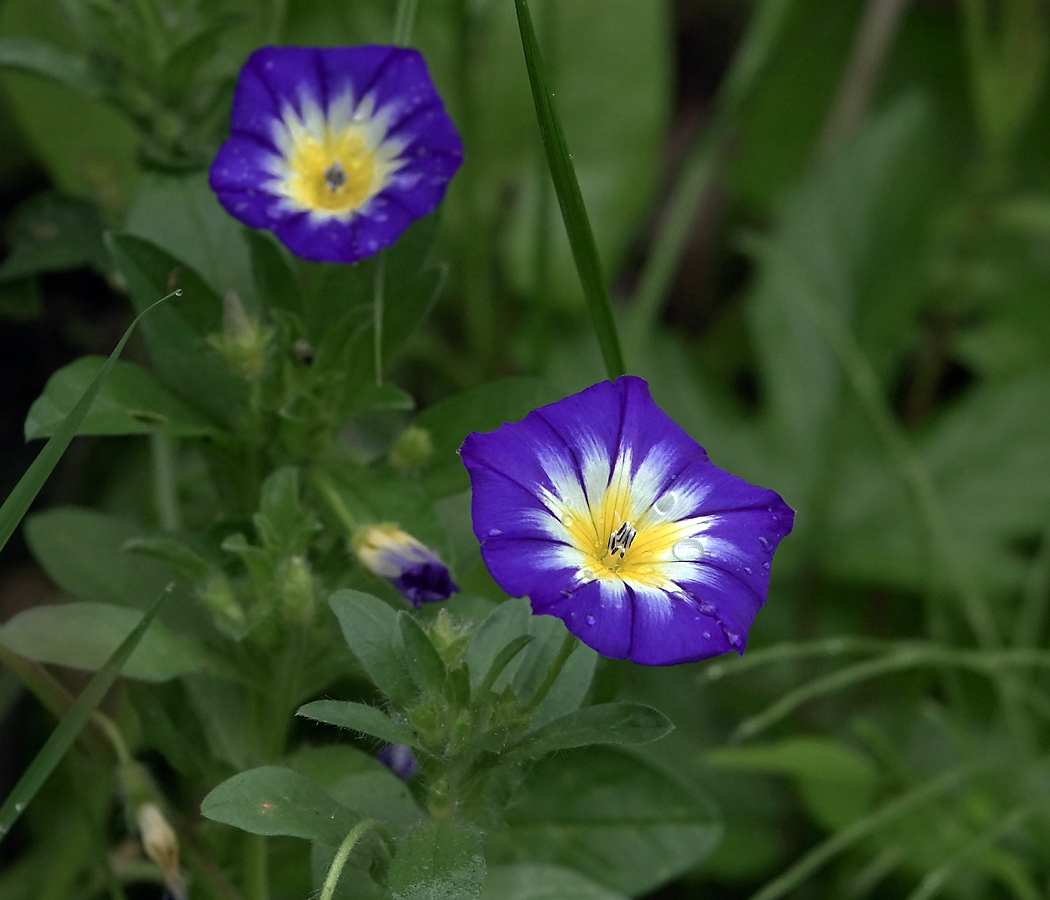 Image of Convolvulus tricolor specimen.