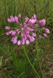 Allium rubens. Верхушки побегов с соцветиями. Алтайский край, г. Барнаул, окр. пос. Южный, просека с луговой растительностью. 9 августа 2017 г.