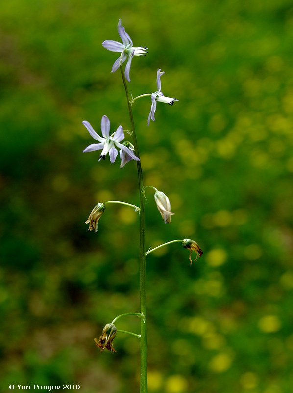 Изображение особи Scilla hohenackeri.