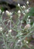 Centaurea diffusa