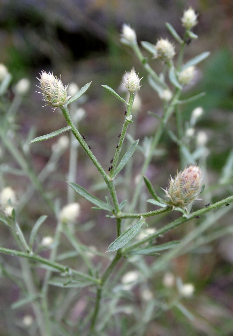 Image of Centaurea diffusa specimen.