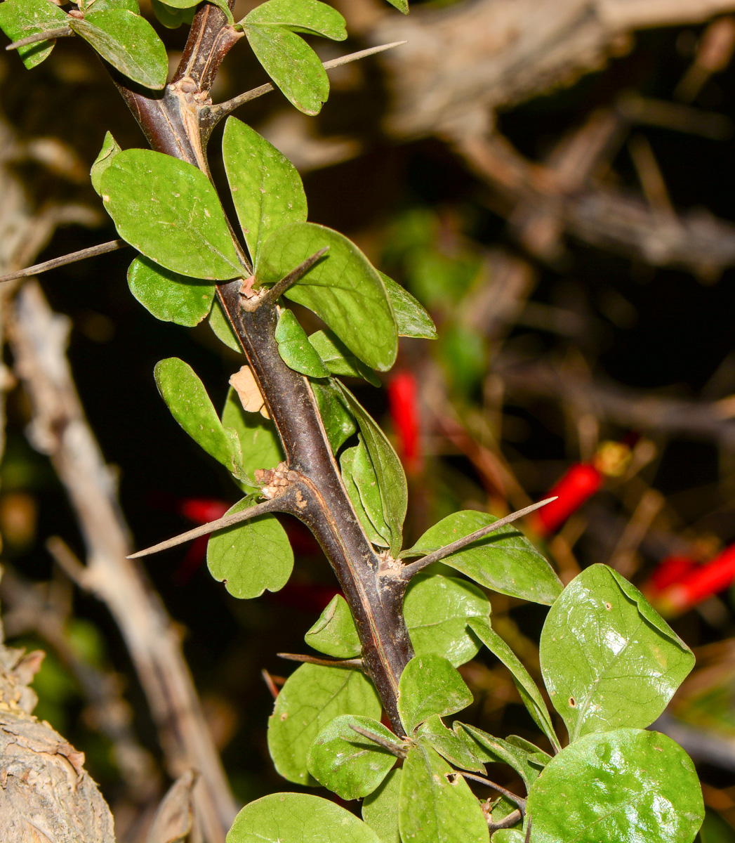 Image of Fouquieria macdougalii specimen.