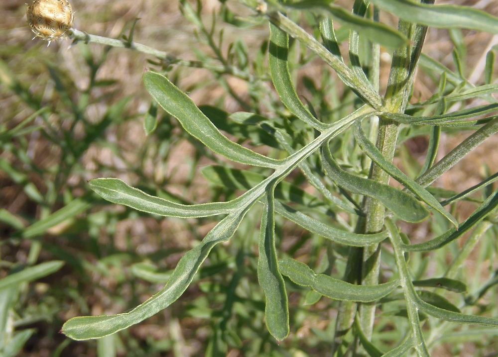 Image of Centaurea orientalis specimen.