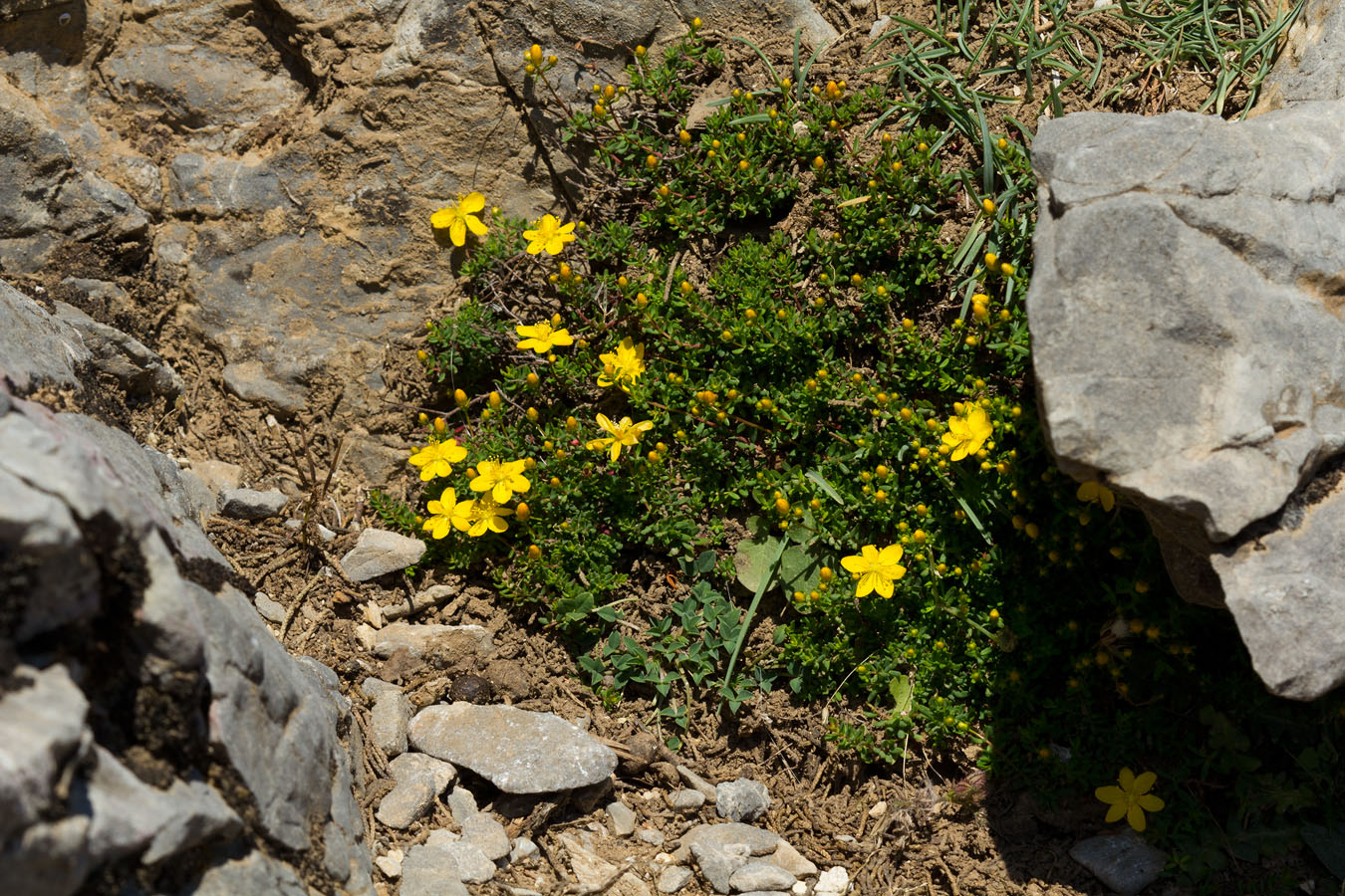 Image of Hypericum trichocaulon specimen.