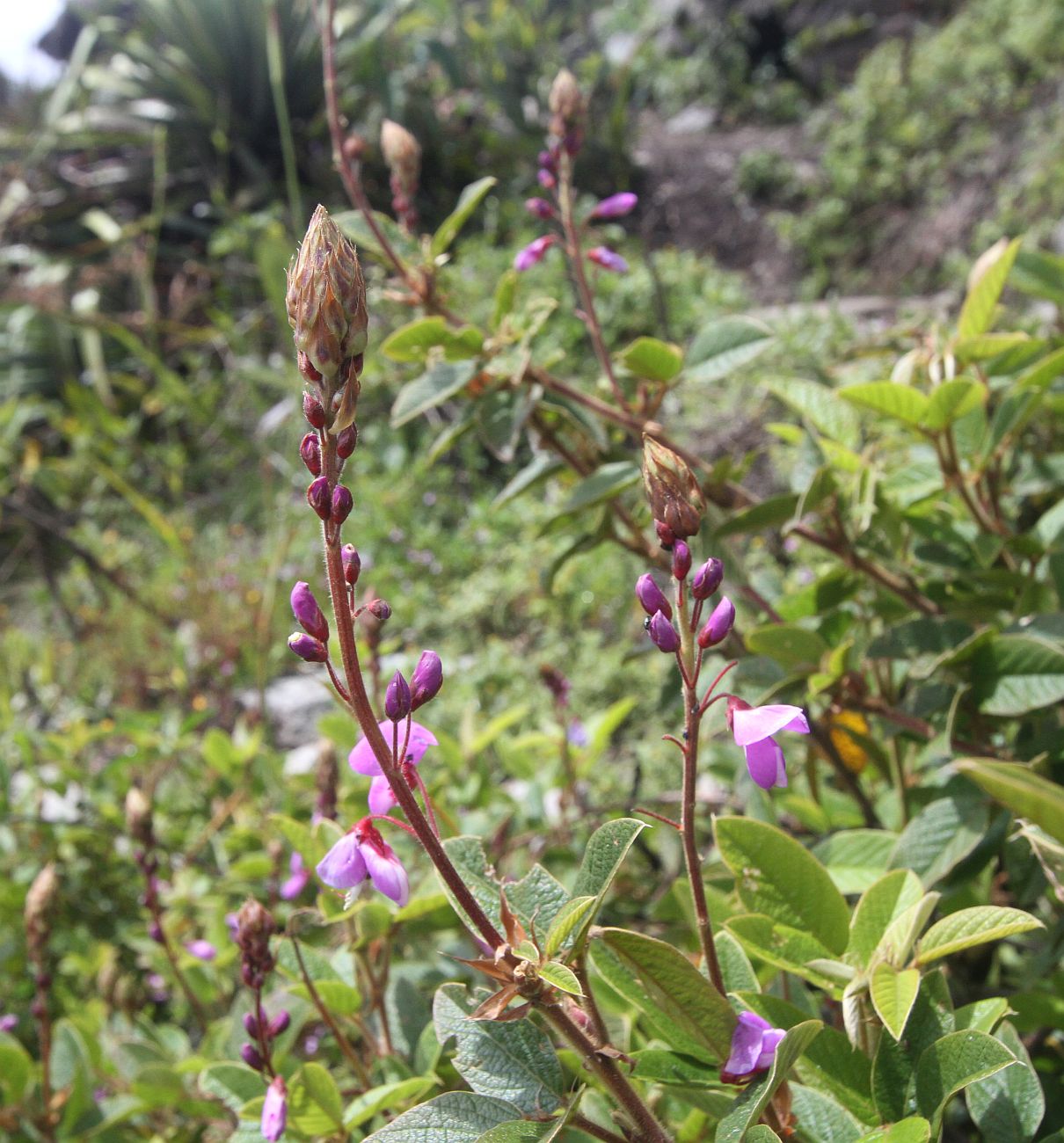 Изображение особи род Desmodium.