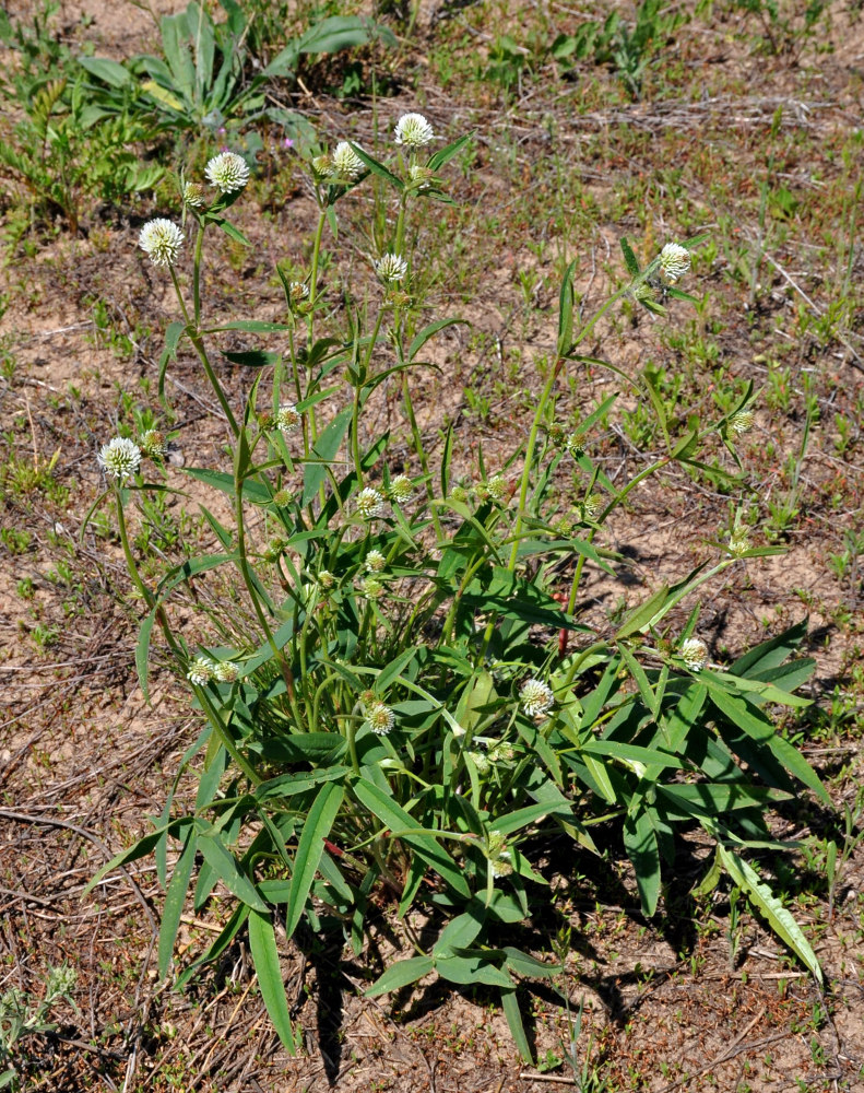 Image of Trifolium montanum specimen.