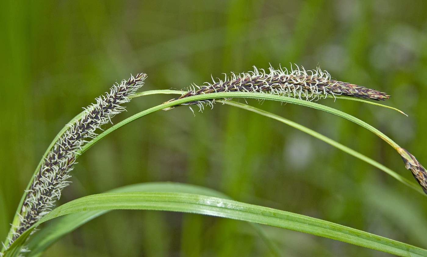 Image of Carex acuta specimen.