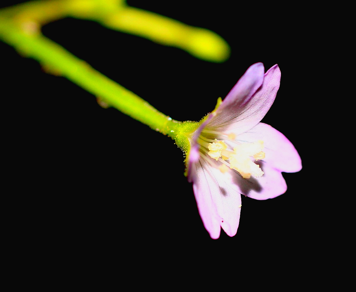 Image of Epilobium montanum specimen.